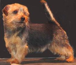 Norfolk Terrier: Allright Ali Baba