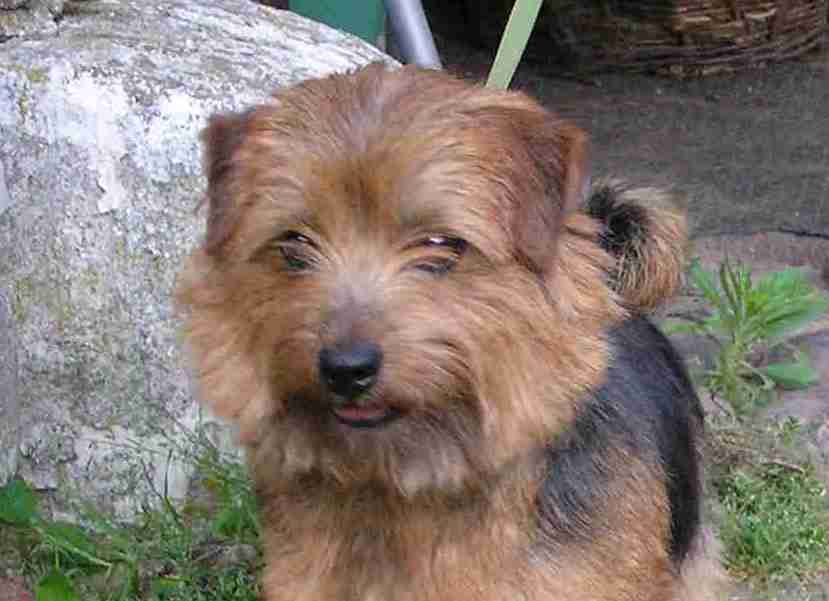 Norfolk Terrier: Allright Ali Baba