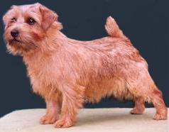 Norfolk Terrier: Allright Apple Charlotte