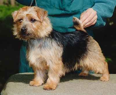 Norfolk Terrier: Allright Apple Cider