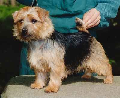 Norfolk Terrier: Allright Apple Cider