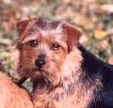 Norfolk Terrier: Allright Apple Pie