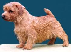 Norfolk Terrier: Allright Bergamot