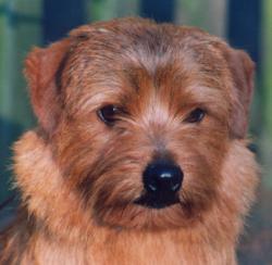 Norfolk Terrier: Allright Bergamot