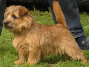Norfolk Terrier: Allright Brown Bridget