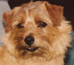 Norfolk Terrier: Allright Buttons