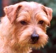 Norfolk Terrier: Allright Charlie Brown