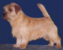 Norfolk Terrier: Allright Charly Chaplin