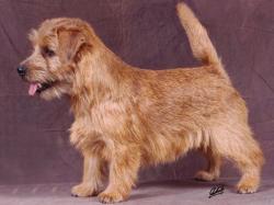 Norfolk Terrier: Allright Charly Chaplin