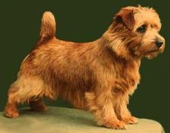Norfolk Terrier: Allright Copper Penny