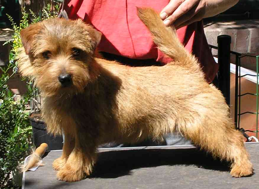 Norfolk Terrier: Allright Dancing Brave