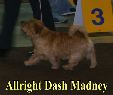 Norfolk Terrier: Allright Dash Madney