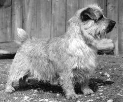 Norfolk Terrier: Allright Firecracker