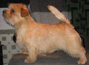 Norfolk Terrier: Allright Ginger Biscuit