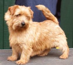 Norfolk Terrier: Allright Gingerbread