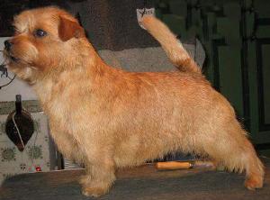 Norfolk Terrier: Allright Gingerbread Man