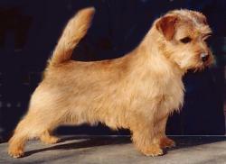 Norfolk Terrier: Allright Gingerbread Man