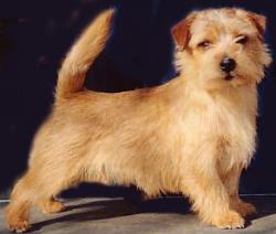 Norfolk Terrier: Allright Gingerbread Man