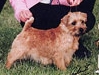 Norfolk Terrier: Allright Indian Summer