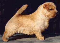 Norfolk Terrier: Allright Kobold