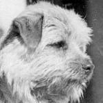 Norfolk Terrier: Allright Lancelot