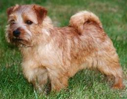Norfolk Terrier: Allright Magic Candyman