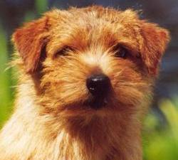 Norfolk Terrier: Allright Magic Dancer