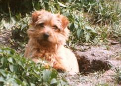 Norfolk Terrier: Allright Magic Goblin