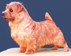 Norfolk Terrier: Allright Magic Honeybee