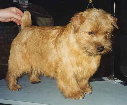 Norfolk Terrier: Allright Magic Joker