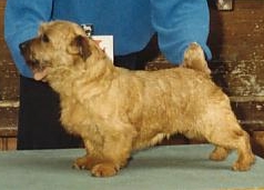 Norfolk Terrier: Allright Magic Midge