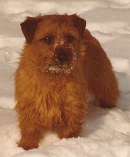 Norfolk Terrier: Allright Magic Midge