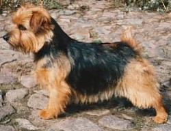 Norfolk Terrier: Allright Magic Ringlet