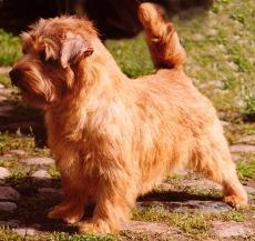 Norfolk Terrier: Allright Magic Tarragon