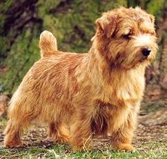 Norfolk Terrier: Allright Magic Trapper