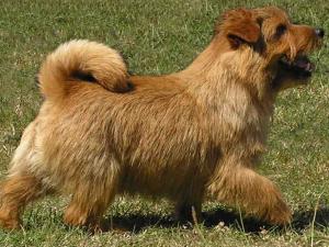 Norfolk Terrier: Allright Magic Trooper