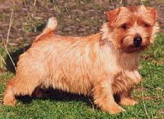 Norfolk Terrier: Allright Northern Dancer