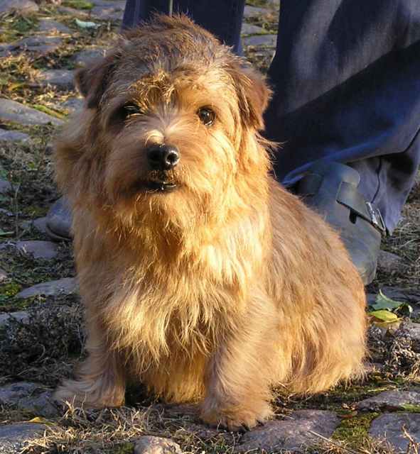 Norfolk Terrier: Allright Pretty Percy