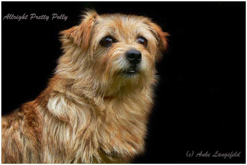Norfolk Terrier: Allright Pretty Polly