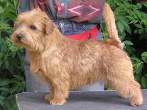 Norfolk Terrier: Allright Red Rum