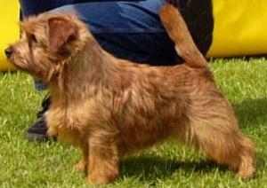 Norfolk Terrier: Allright Smart Anthony