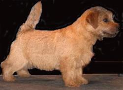 Norfolk Terrier: Allright Smart Chester