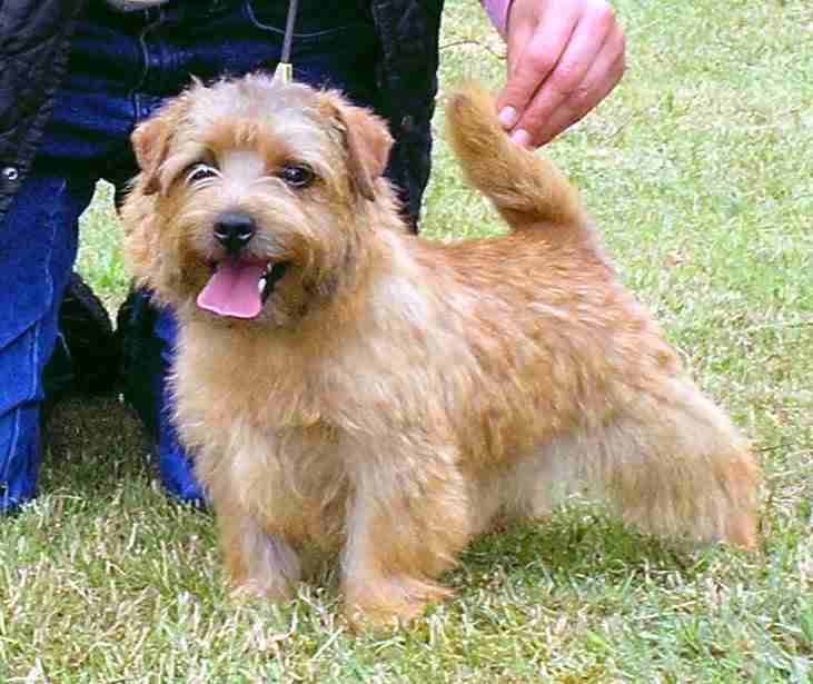 Norfolk Terrier: Allright Smart Chester