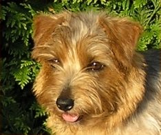 Norfolk Terrier: Allright Smart Jill