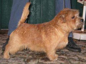 Norfolk Terrier: Allright Smart Norman