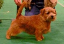 Norfolk Terrier: Allright Smart Norman