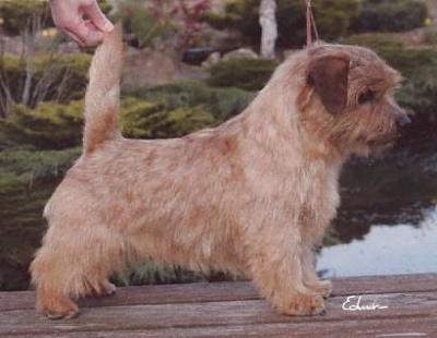 Norfolk Terrier: Allright Smart Sir Byron