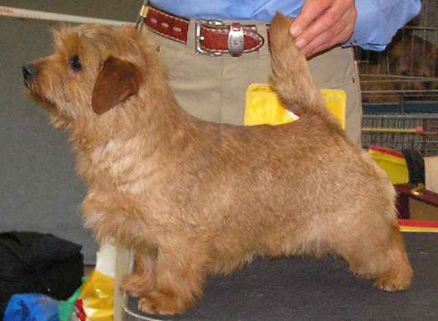Norfolk Terrier: Allright Smart Wendy