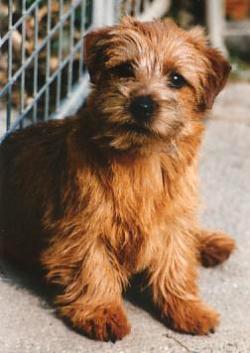 Norfolk Terrier: Allright Sun Chariot
