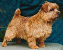 Norfolk Terrier: Allright Sun Chariot